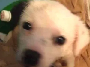 Cachorro raça Vira lata idade 2 a 6 meses nome Snoopy