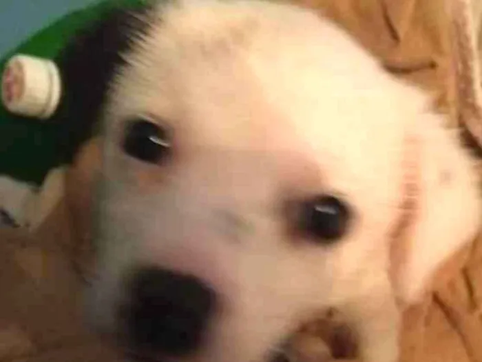 Cachorro ra a Vira lata idade 2 a 6 meses nome Snoopy