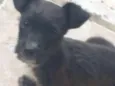 Mônica