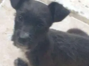 Cachorro raça Mestiço idade 2 a 6 meses nome Mônica