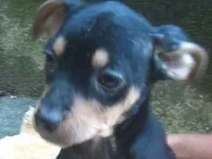 Cachorro raça  idade 2 a 6 meses nome Chiara Bebezinha