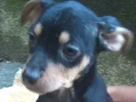 Cachorro ra a  idade 2 a 6 meses nome Chiara Bebezinha