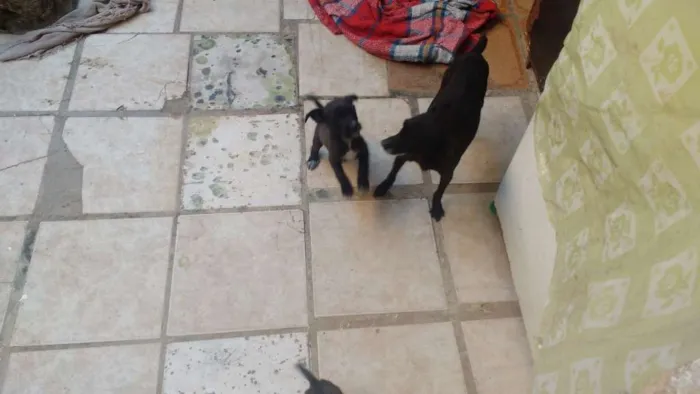 Cachorro raça Mestiço idade 2 a 6 meses nome Mônica