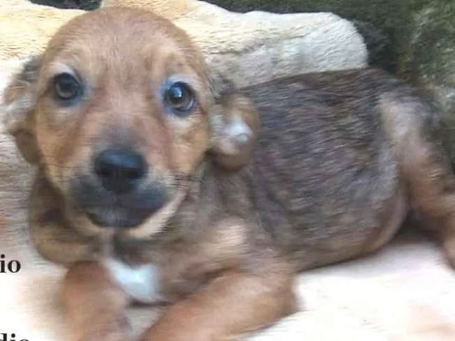 Cachorro ra a  idade 2 a 6 meses nome Cacau Bebezinha