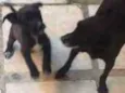 Mônica