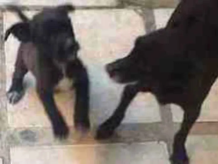 Cachorro raça Mestiço idade 2 a 6 meses nome Mônica