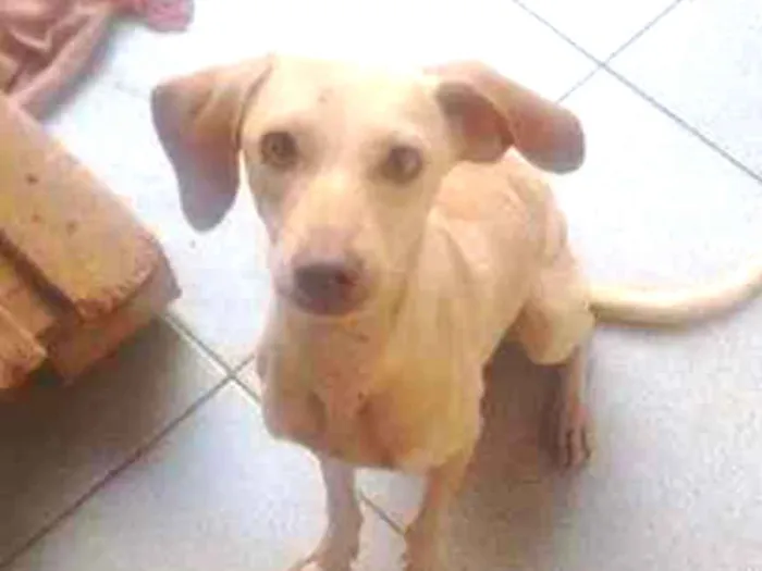Cachorro ra a Mestiço idade 7 a 11 meses nome Bluh