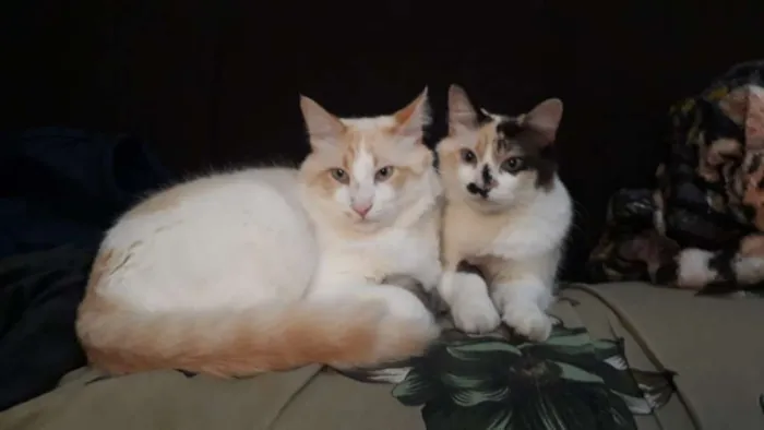 Gato ra a SRD idade 2 anos nome Toph e Mingau