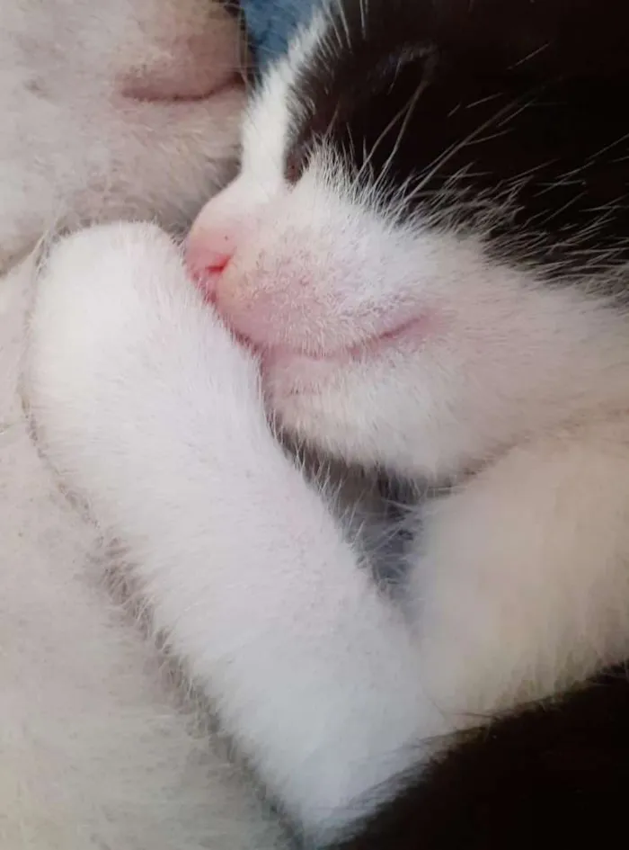 Gato raça Vira lata  idade Abaixo de 2 meses nome Pretinho