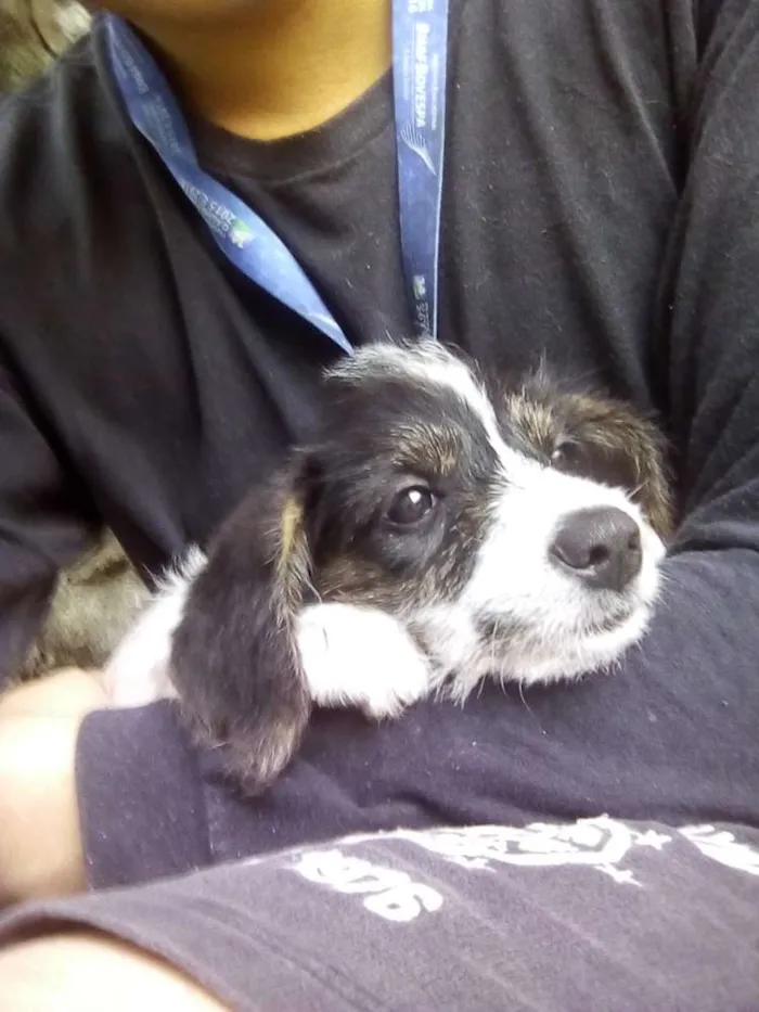 Cachorro ra a Não sei idade 2 a 6 meses nome Daenerys