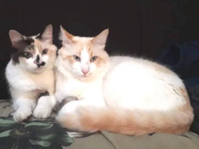 Gato ra a SRD idade 2 anos nome Toph e Mingau