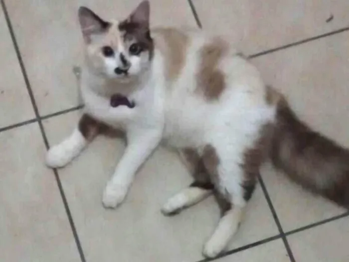 Gato ra a SRD idade 2 anos nome Toph e Mingau