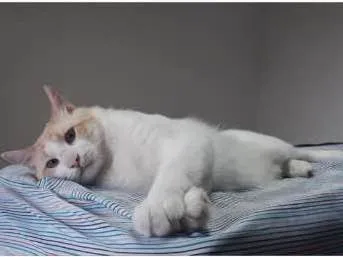Gato ra a SRD idade 2 anos nome Toph e Mingau