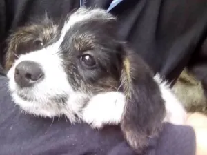 Cachorro raça Não sei idade 2 a 6 meses nome Daenerys