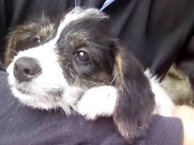 Cachorro ra a Não sei idade 2 a 6 meses nome Daenerys