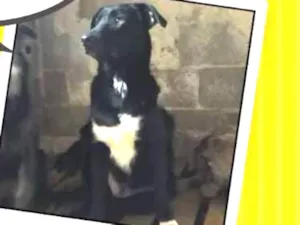 Cachorro raça Indefinida  idade 7 a 11 meses nome Harry 