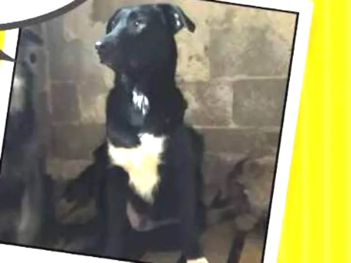 Cachorro ra a Indefinida  idade 7 a 11 meses nome Harry 