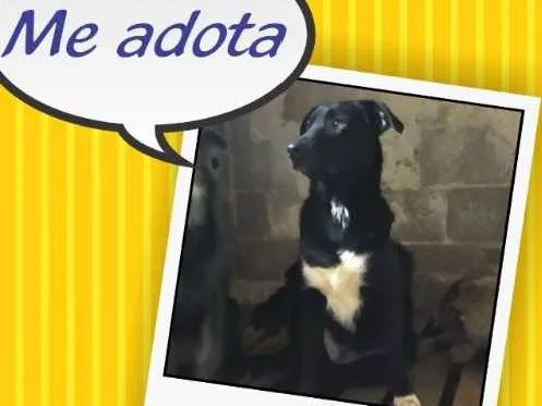 Cachorro ra a Indefinida  idade 7 a 11 meses nome Harry 
