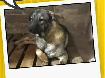 Cachorro ra a Indefinida  idade 7 a 11 meses nome Thor