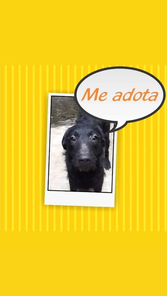 Cachorro ra a Indefinida  idade 7 a 11 meses nome Lolo 