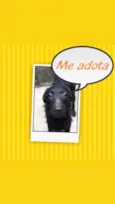 Lolo