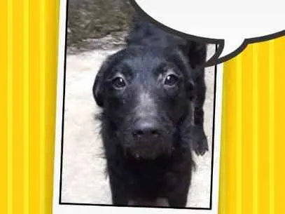 Cachorro ra a Indefinida  idade 7 a 11 meses nome Lolo 
