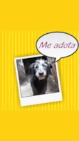 Romieta