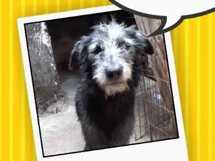 Cachorro ra a Indefinida  idade 7 a 11 meses nome Romieta 