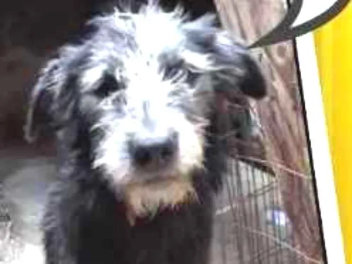 Cachorro ra a Indefinida  idade 7 a 11 meses nome Romieta 