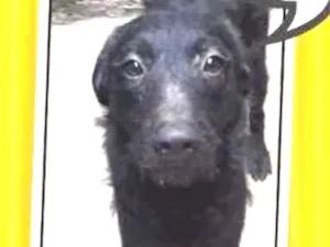 Cachorro raça Indefinida  idade 7 a 11 meses nome Lolo 
