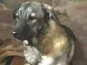 Cachorro raça Indefinida  idade 7 a 11 meses nome Thor