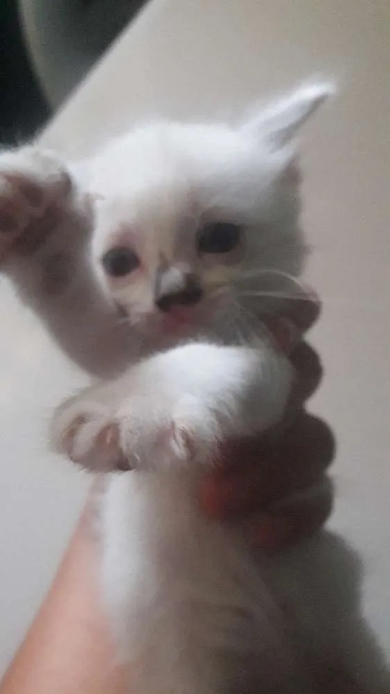 Gato ra a  idade 2 a 6 meses nome Ariel e nando