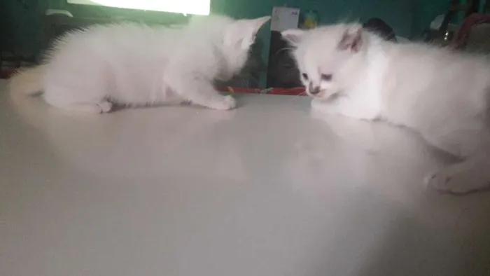Gato ra a  idade 2 a 6 meses nome Ariel e nando