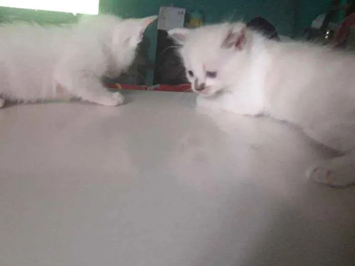 Gato ra a  idade 2 a 6 meses nome Ariel e nando