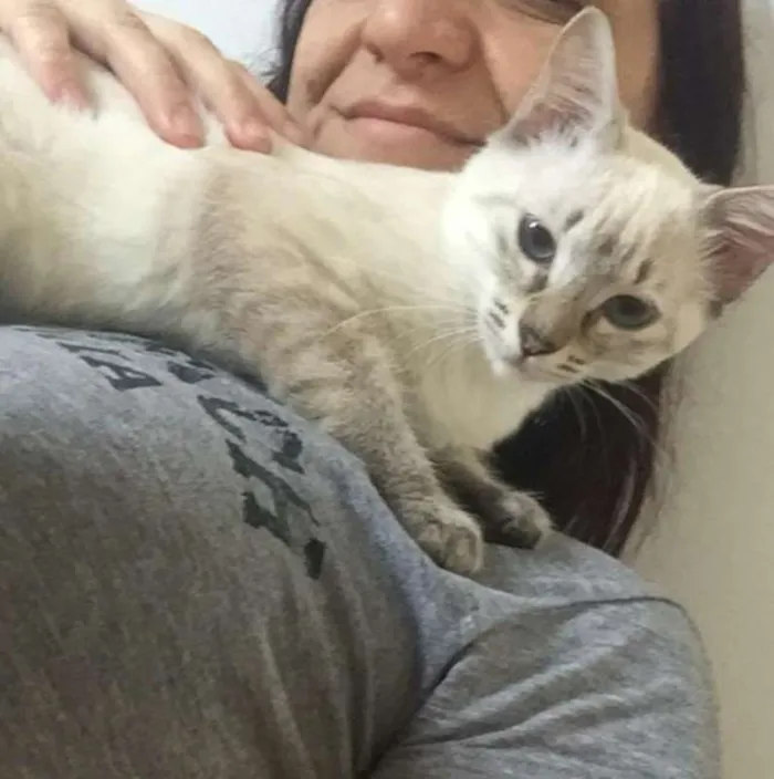 Gato ra a SRD idade 2 a 6 meses nome Lorena