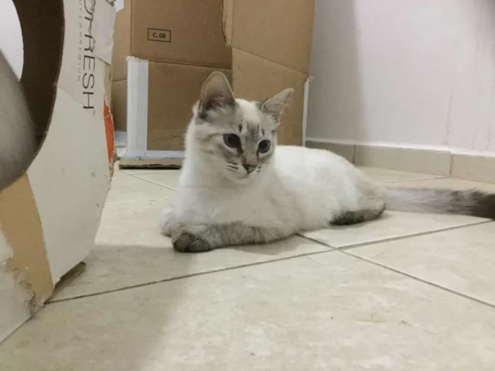 Gato ra a SRD idade 2 a 6 meses nome Lorena