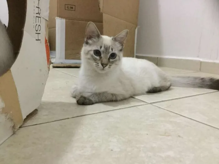 Gato ra a SRD idade 2 a 6 meses nome Lorena