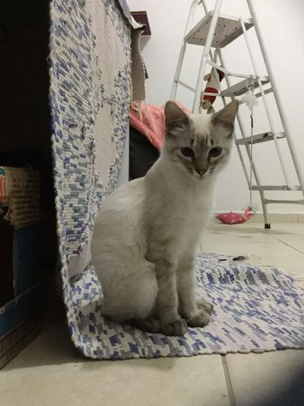 Gato ra a SRD idade 2 a 6 meses nome Lorena