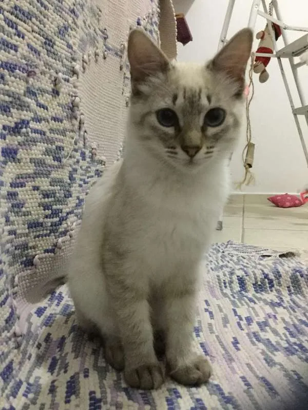 Gato ra a SRD idade 2 a 6 meses nome Lorena