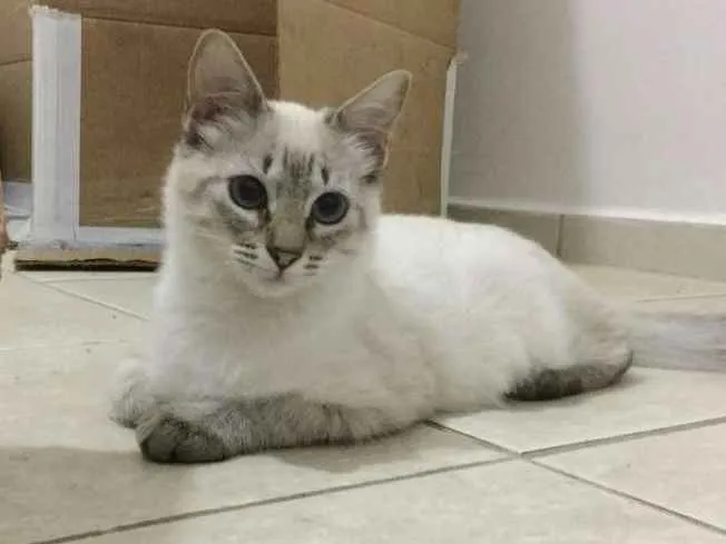 Gato ra a SRD idade 2 a 6 meses nome Lorena