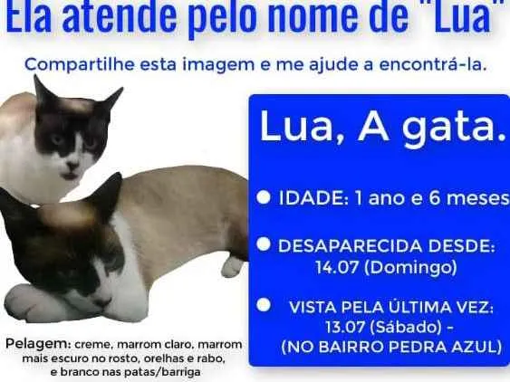 Gato ra a Siamês idade 2 anos nome Lua