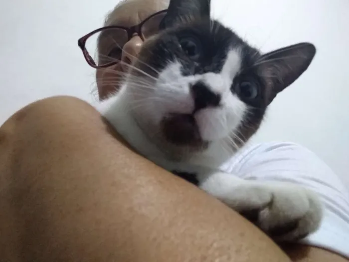 Gato ra a Siamês idade 2 anos nome Lua