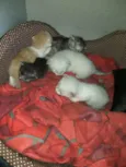 gatinhos