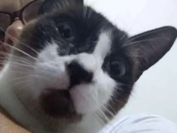 Gato ra a Siamês idade 2 anos nome Lua