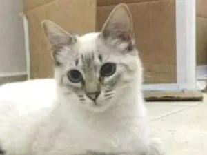 Gato raça SRD idade 2 a 6 meses nome Lorena