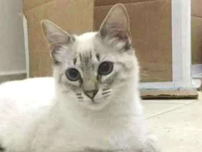 Gato ra a SRD idade 2 a 6 meses nome Lorena