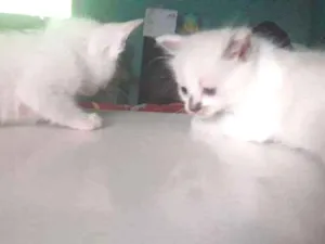 Gato raça  idade 2 a 6 meses nome Ariel e nando