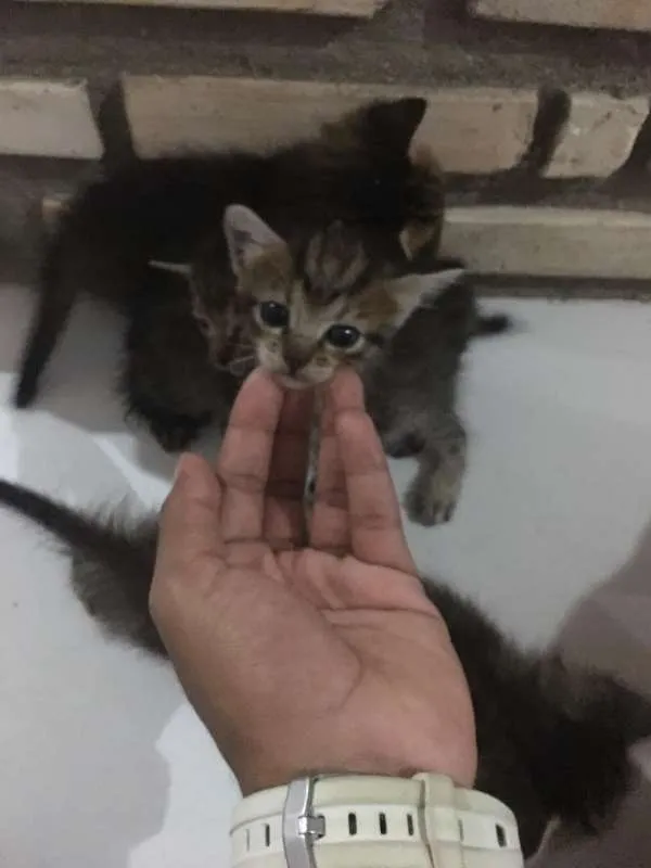 Gato ra a INDEFINIDA idade Abaixo de 2 meses nome SEM NOME