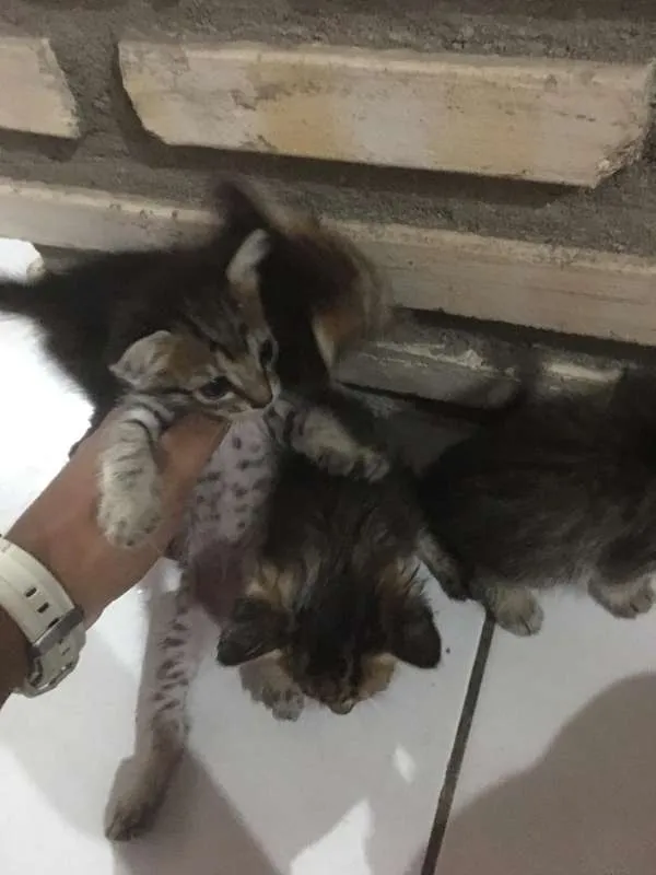 Gato ra a INDEFINIDA idade Abaixo de 2 meses nome SEM NOME
