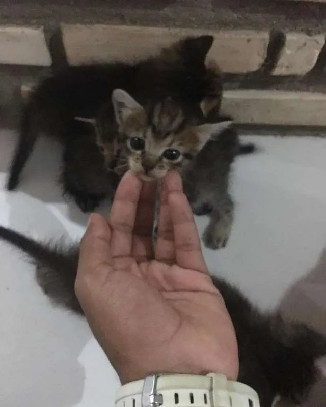 Gato ra a INDEFINIDA idade Abaixo de 2 meses nome SEM NOME